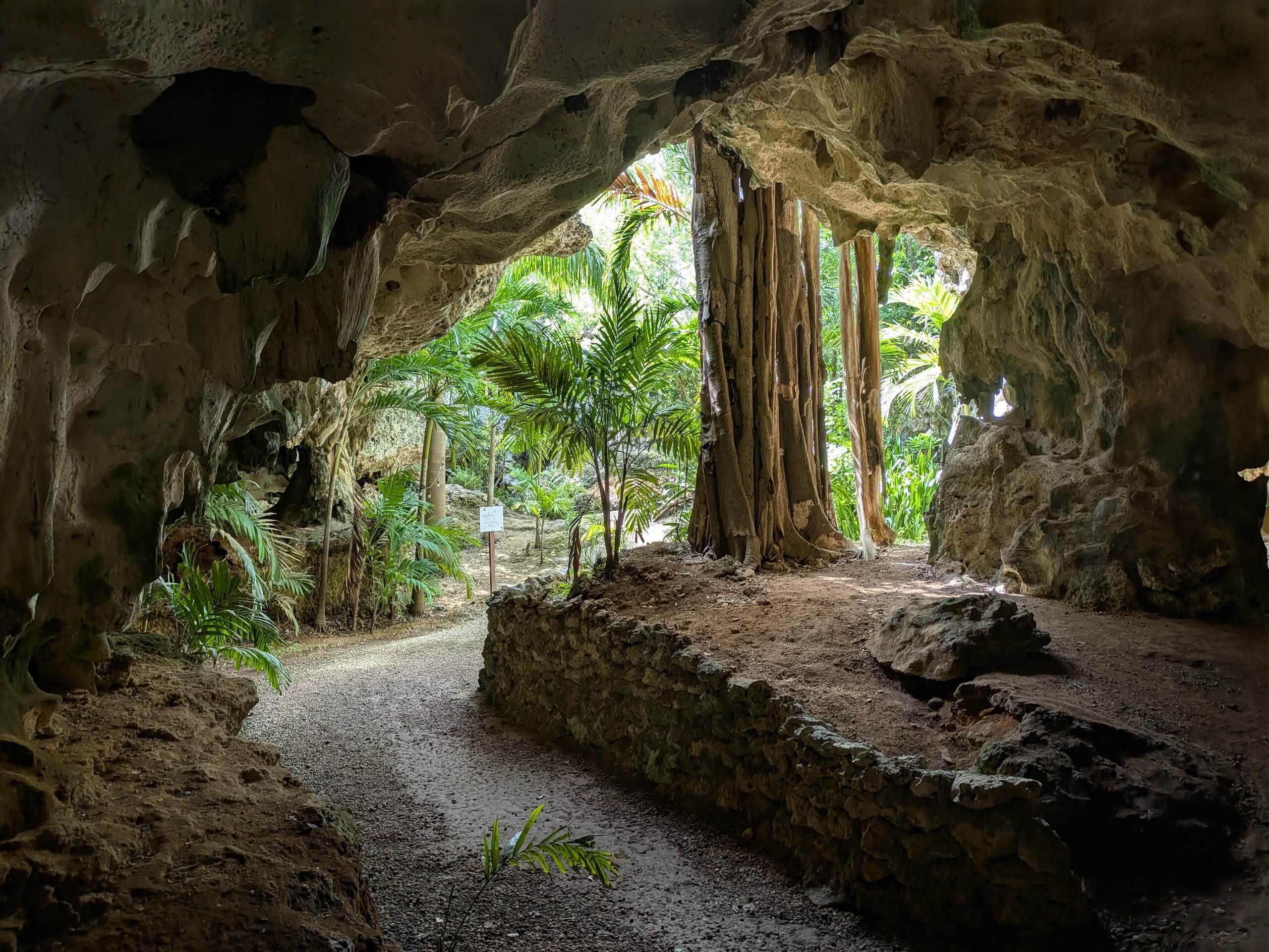 Caves exit tall tree