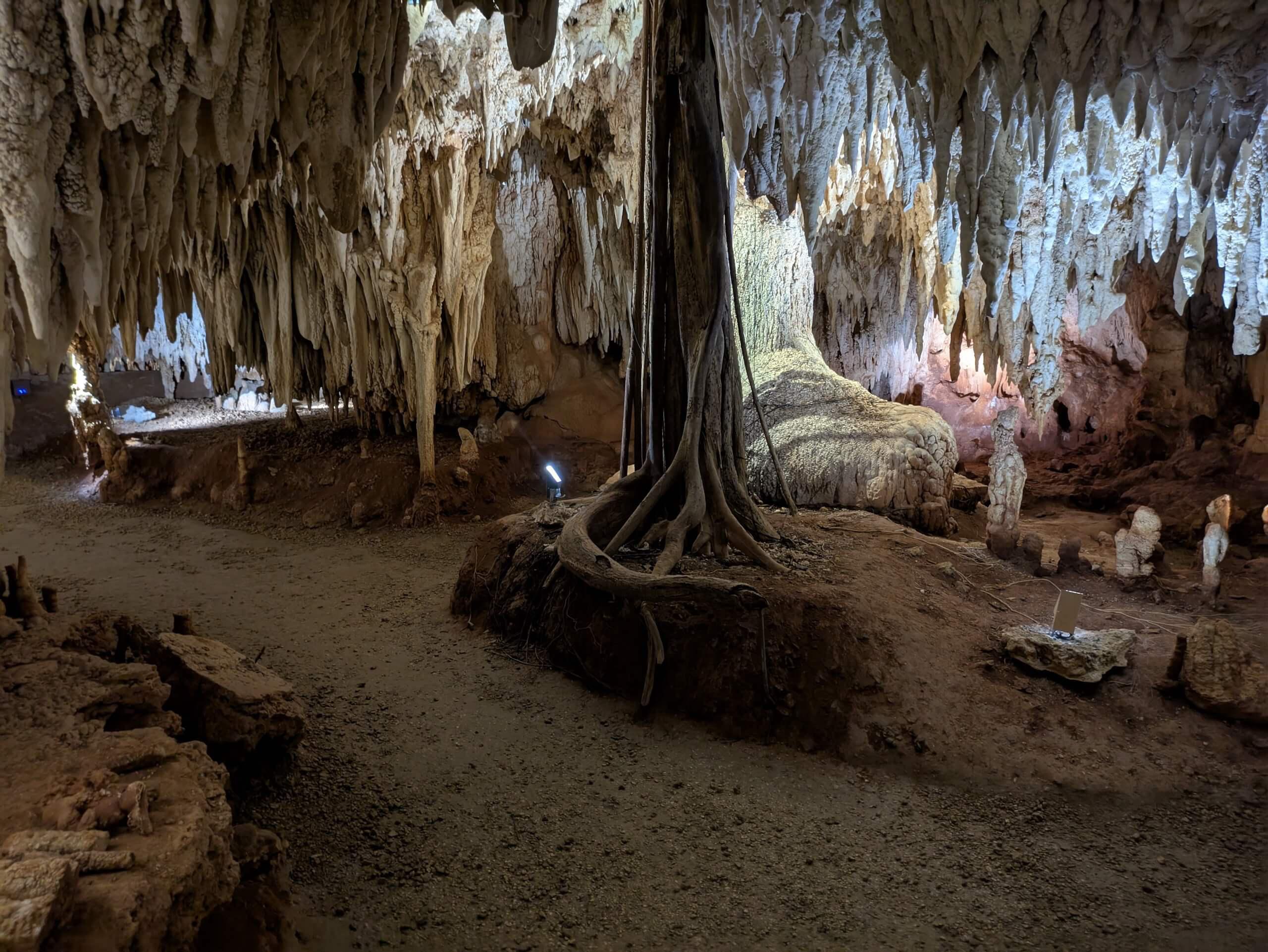 Roots caves tall roots
